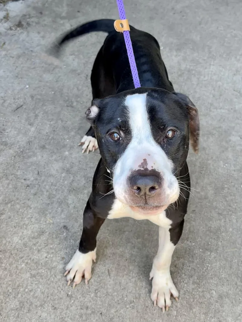 An adult medium-sized male Black American Staffordshire Terrier dog named Tuxedo for adoption in Chicago, IL