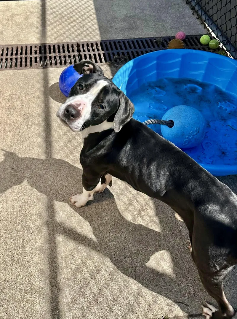 Tuxedo thumbnail 3