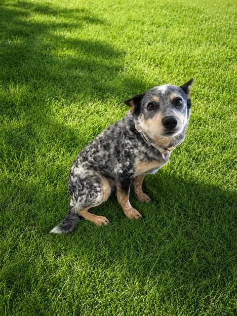 An adult medium-sized male Australian Cattle Dog / Blue Heeler dog named A for adoption in Lancaster, CA