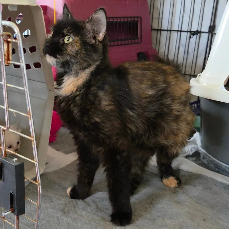 An adult small-sized female Tortoiseshell Domestic Medium Hair cat named Yahtzee in Williamsburg for adoption in Alexandria, VA