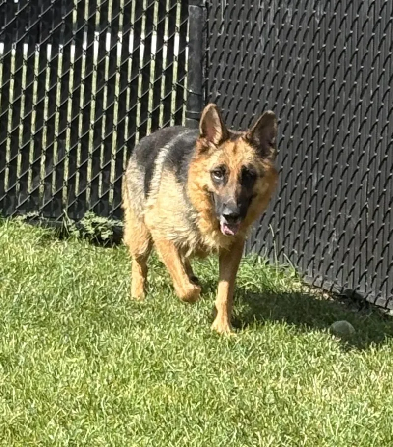 An adult large-sized female German Shepherd Dog dog named Serafina for adoption in Kankakee, IL