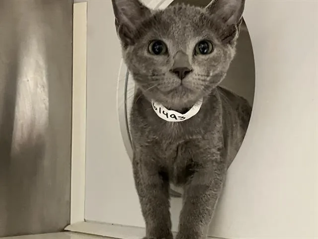A baby small-sized male Domestic Short Hair cat named Razzle for adoption in Tustin, CA