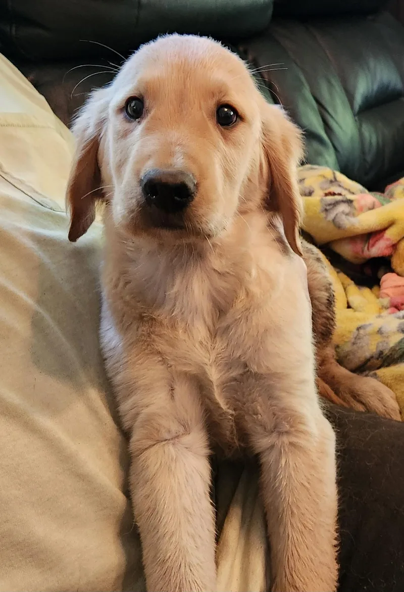 A baby small-sized male Apricot / Beige Golden Retriever dog named Clarence for adoption in Twin lakes, WI