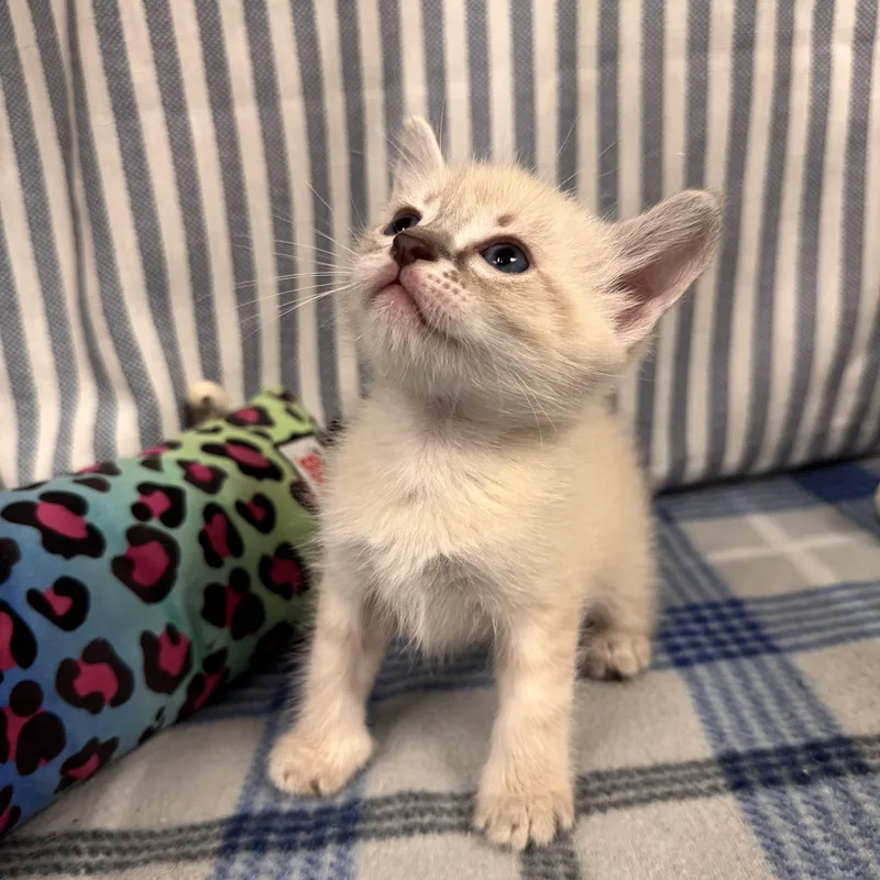 A young medium-sized male Tabby (Gray / Blue / Silver) Domestic Short Hair cat named Arctic for adoption in LANETT, AL