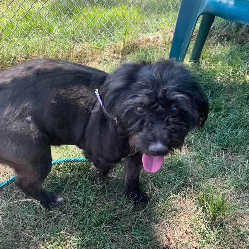 An adult medium-sized female Black Mixed Breed dog named Baby Bop for adoption in Fredericksburg, VA