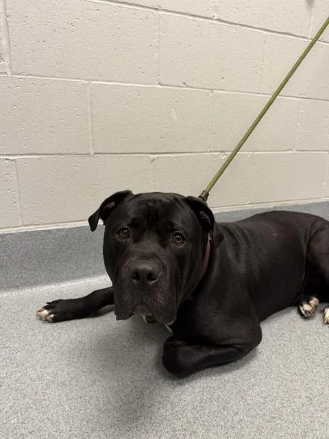 An adult extra large-sized male Cane Corso dog named Hayden for adoption in Indianapolis, IN