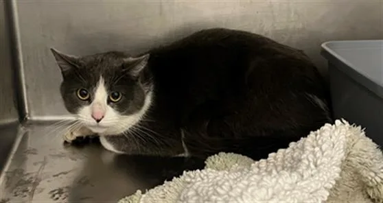 An adult large-sized male Domestic Short Hair cat named Neil for adoption in Boston, MA