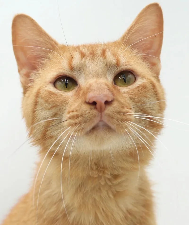 A young medium-sized male Orange / Red Tabby cat named Hugo is our hunky for adoption in Bedford Hills, NY