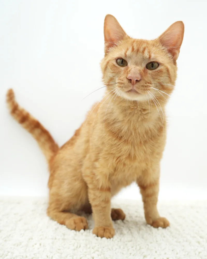 Hugo is our hunky thumbnail 2