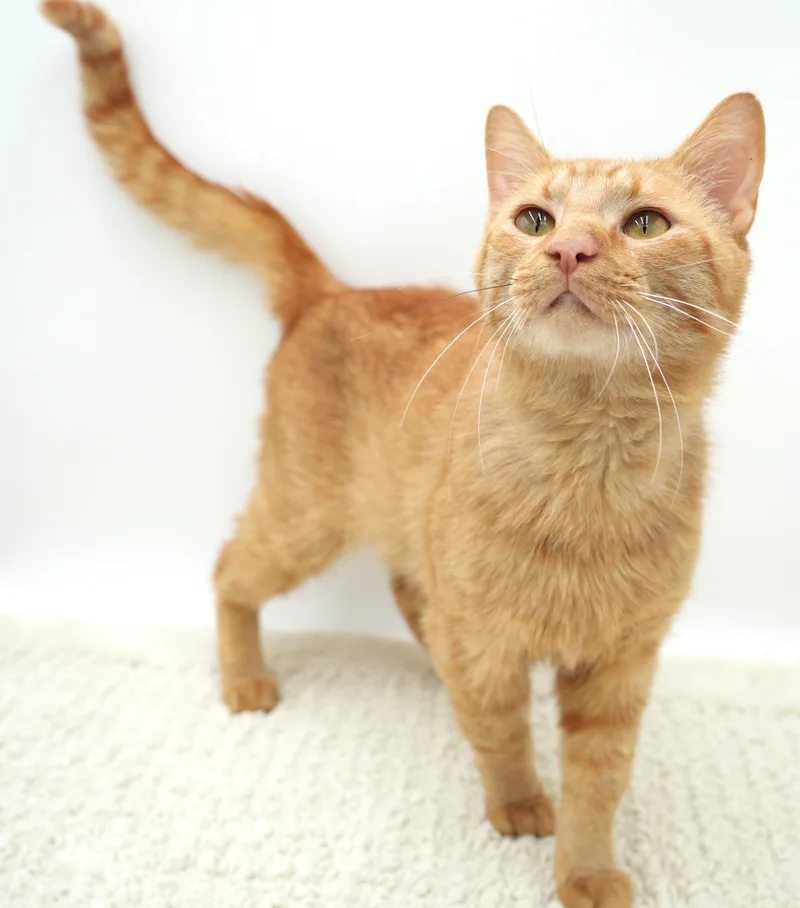 Hugo is our hunky thumbnail 3