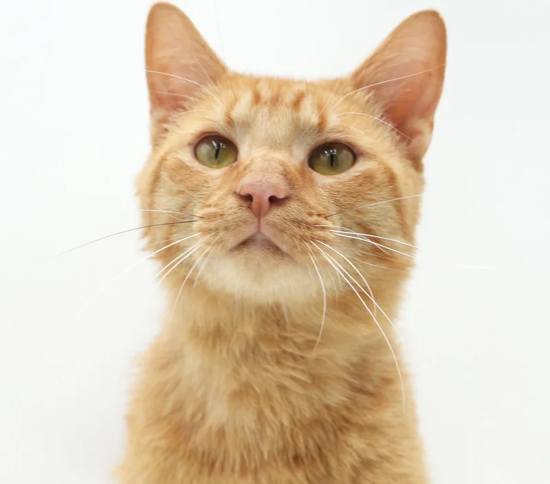 Hugo is our hunky thumbnail 4