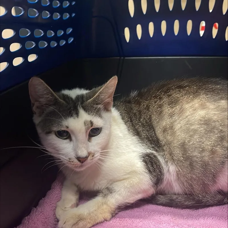 An adult small-sized female Brown / Chocolate Domestic Short Hair cat named Coffee for adoption in Tacoma, WA