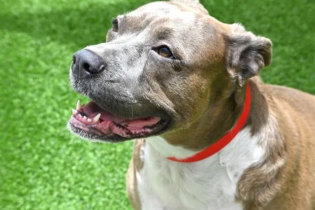 An adult medium-sized female Pit Bull Terrier dog named Harley for adoption in Fort Lauderdale, FL