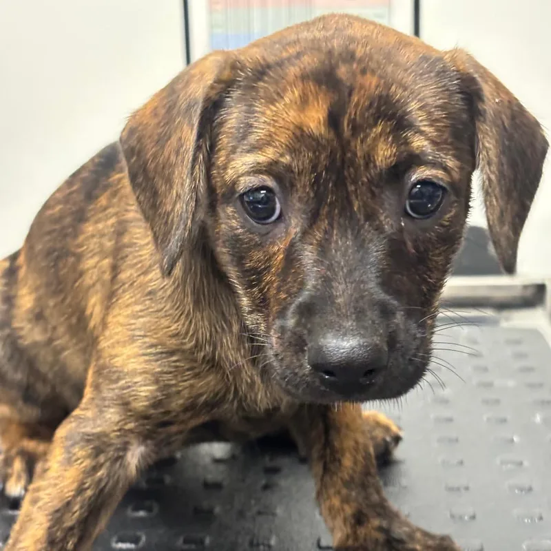 A baby small-sized female Black Catahoula Leopard Dog dog named Thread for adoption in League City, TX