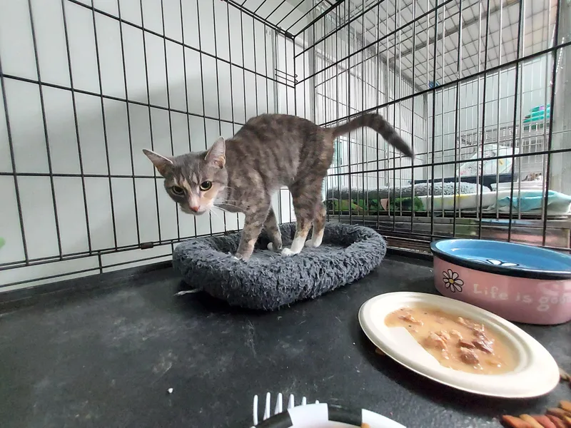 A young medium-sized female Dilute Calico Domestic Short Hair cat named Teri for adoption in Ellicott City, MD
