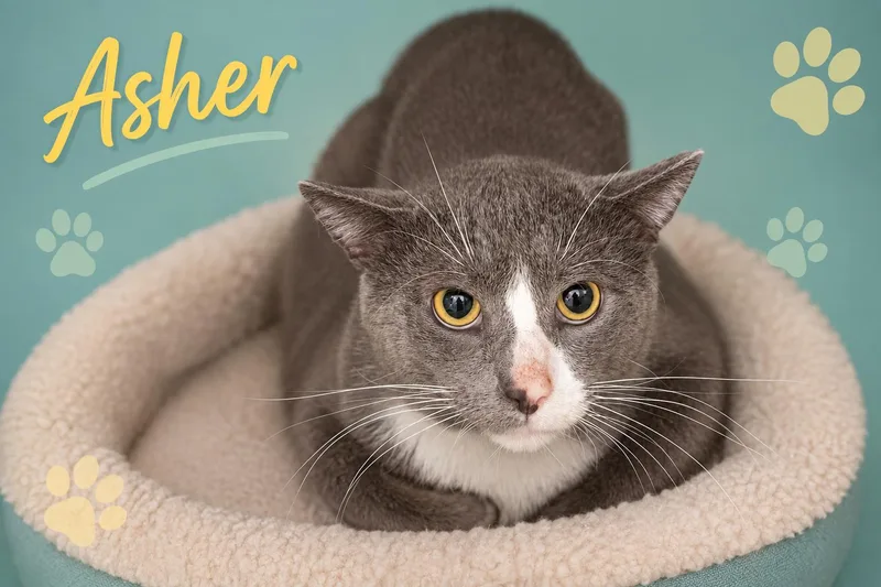 An adult medium-sized male Gray & White Domestic Short Hair cat named Asher for adoption in Greenville, DE