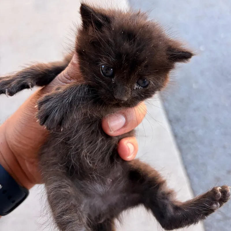 A baby small-sized male Black Domestic Short Hair cat named Donut D for adoption in Leander, TX