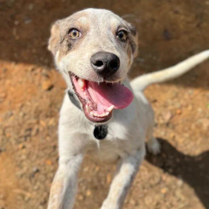 A baby small-sized male White / Cream Mixed Breed dog named Drady for adoption in Fredericksburg, VA