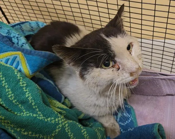 An adult large-sized male Domestic Short Hair cat named Titan for adoption in Tustin, CA