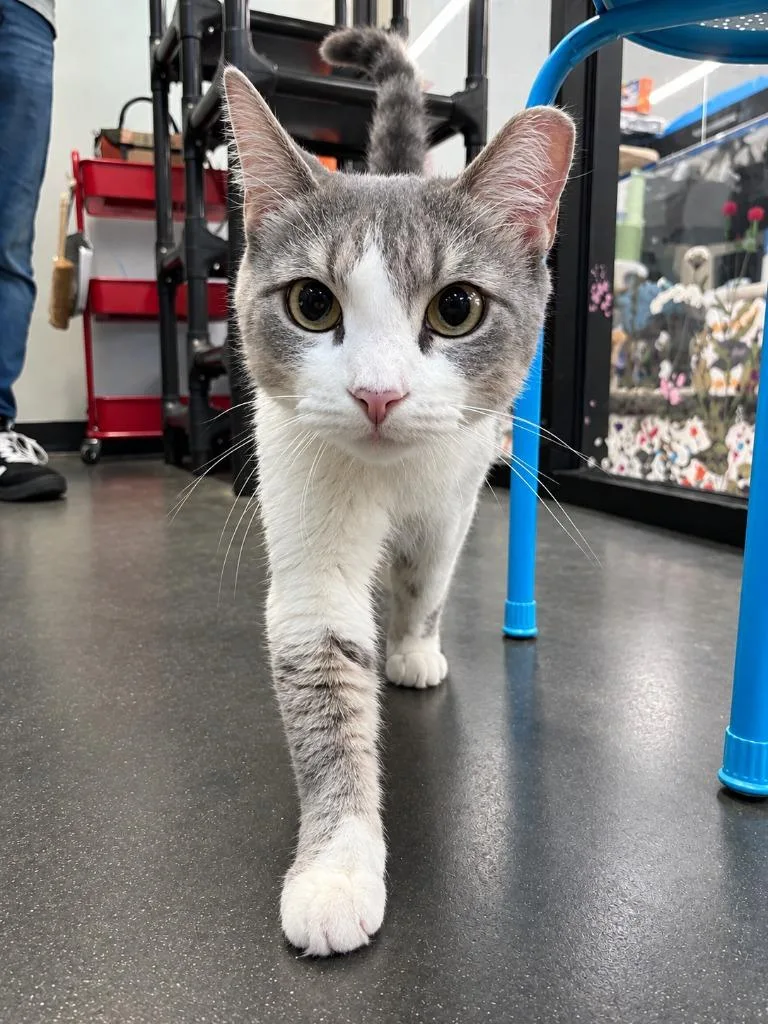 A baby medium-sized female Domestic Short Hair cat named Siren for adoption in Pawtucket, RI