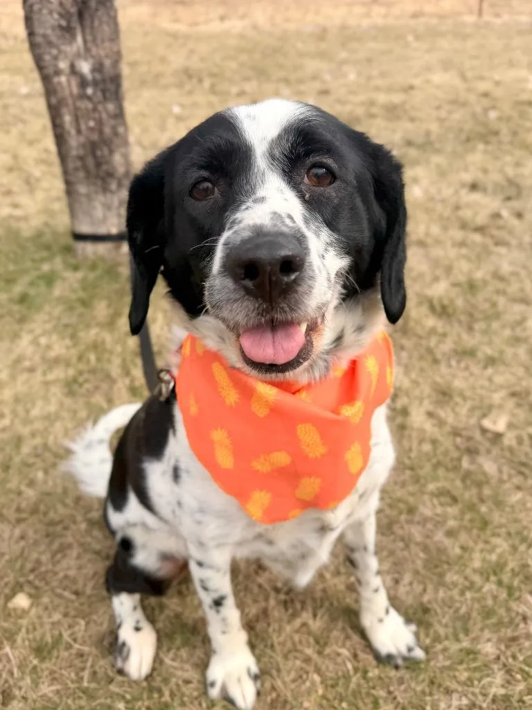 An adult medium-sized female Mixed Breed dog named Cash for adoption in Menomonie, WI