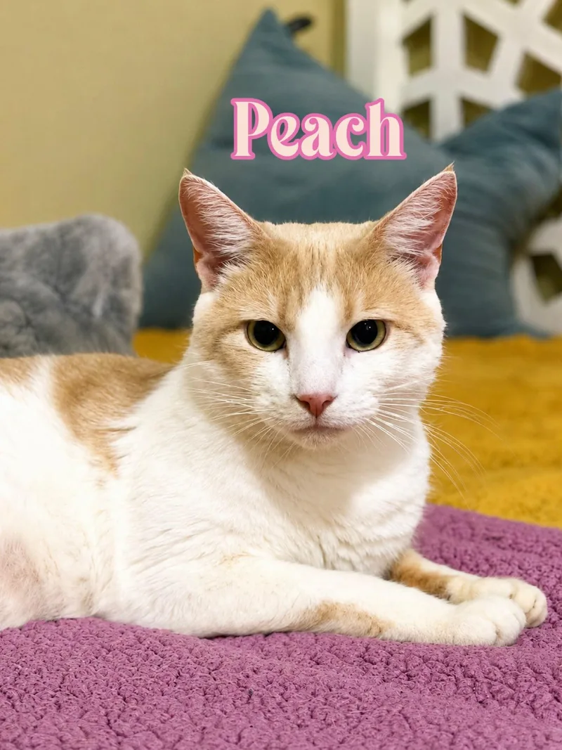 Peach thumbnail 2