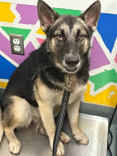 A young medium-sized female German Shepherd Dog dog named Luna for adoption in Baytown, TX