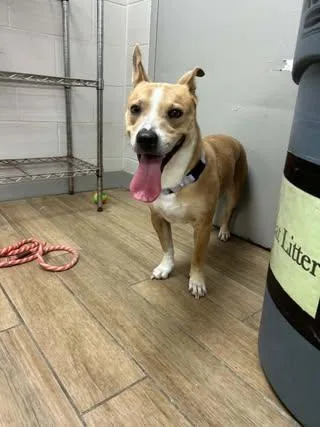 A young medium-sized male Carolina Dog dog named Dutton for adoption in Rowlett, TX