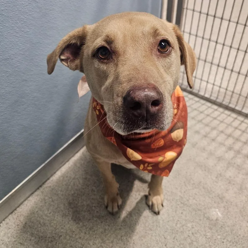 An adult medium-sized male Yellow / Tan / Blond / Fawn Labrador Retriever dog named Max for adoption in Tampa, FL