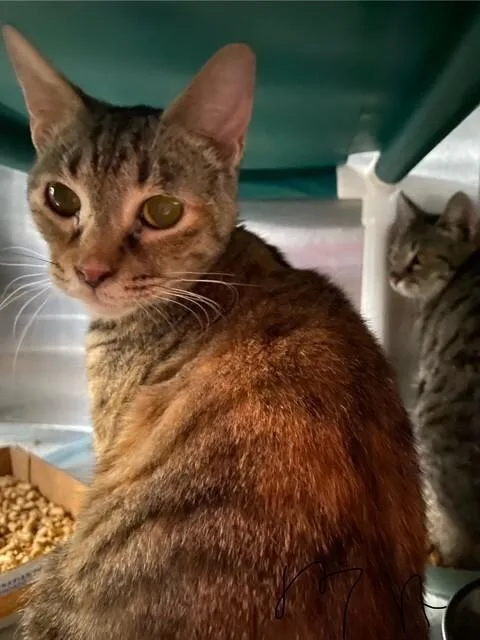 An adult medium-sized female Domestic Short Hair cat named Sandy for adoption in Cincinnati, OH