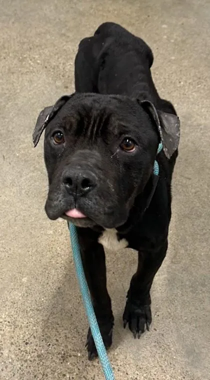 An adult medium-sized male Black Pit Bull Terrier dog named Humberto for adoption in Cleveland, OH