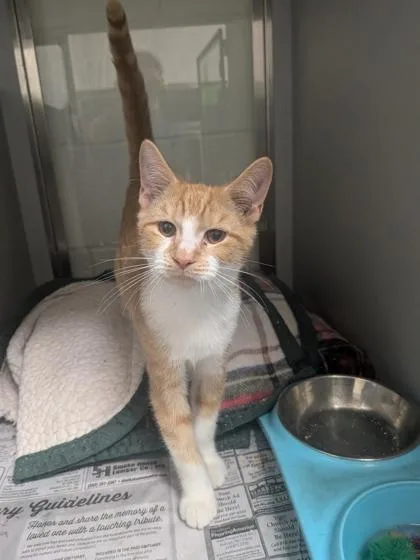A baby small-sized male Domestic Short Hair cat named Donald for adoption in Louisburg, NC
