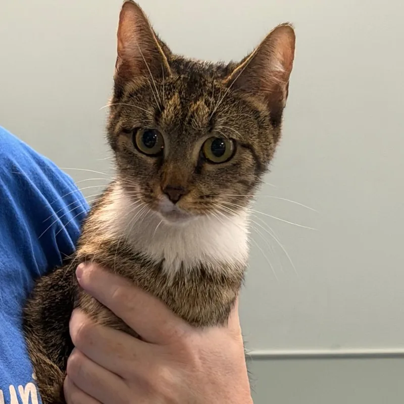 An adult medium-sized female Brown / Chocolate Domestic Short Hair cat named Bronco for adoption in Greensboro, NC