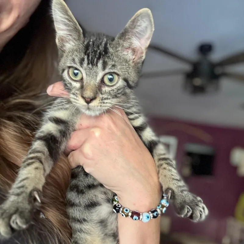 A baby small-sized male Brown / Chocolate Domestic Short Hair cat named Tony Tony Chopper for adoption in Port Richey, FL