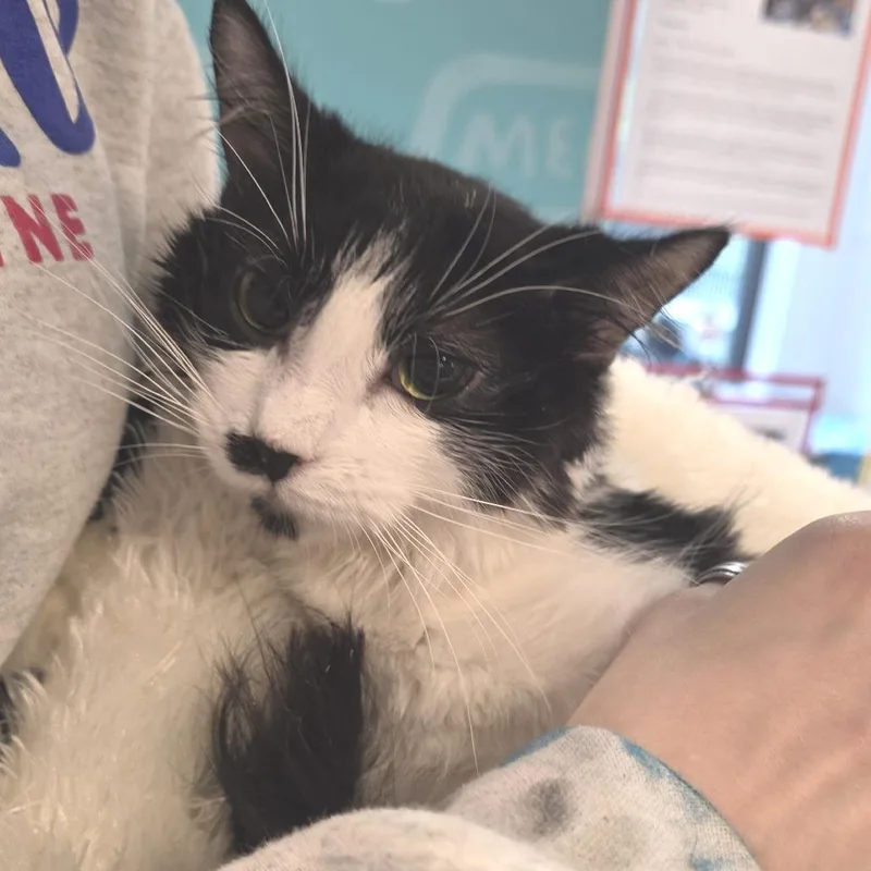 A young small-sized female Black Domestic Medium Hair cat named Sassy for adoption in Fort Wayne, IN