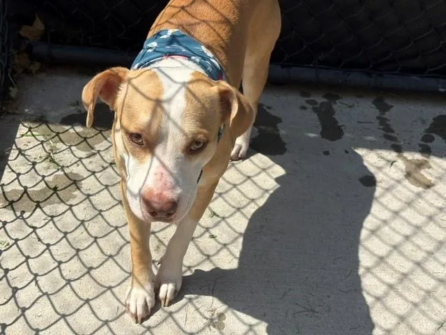 A young medium-sized male Pit Bull Terrier dog named Ogie for adoption in Tulsa, OK