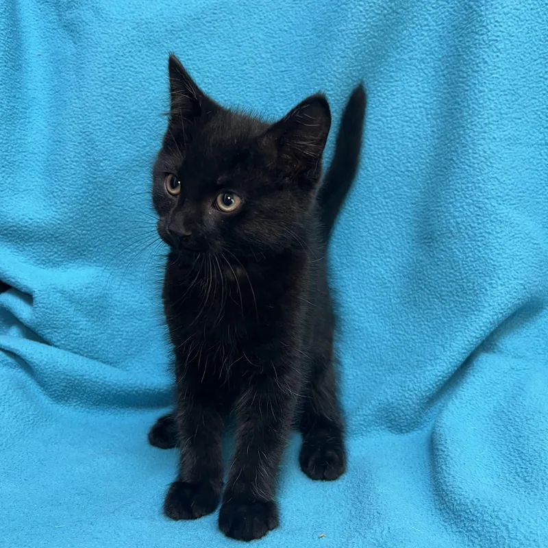 Jafar  At Petsmart