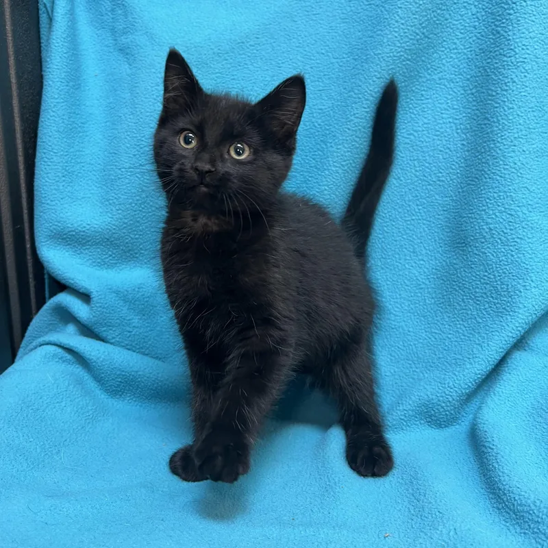 Jafar  At Petsmart thumbnail 2