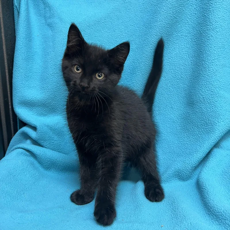 Jafar  At Petsmart thumbnail 4