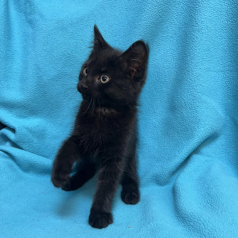 Jafar  At Petsmart thumbnail 5