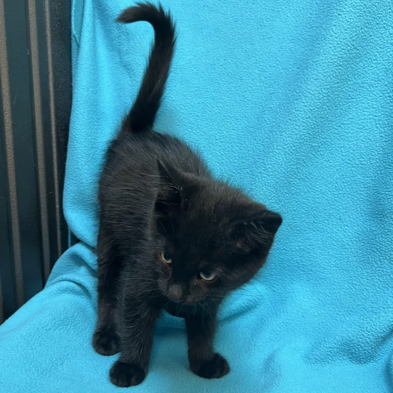 Jafar  At Petsmart thumbnail 6