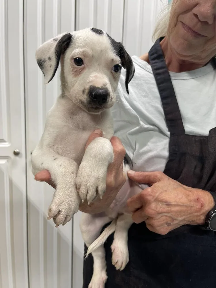 A baby small-sized male Tricolor (Brown, Black, & White) Mixed Breed dog named Boogie for adoption in Chattanooga, TN