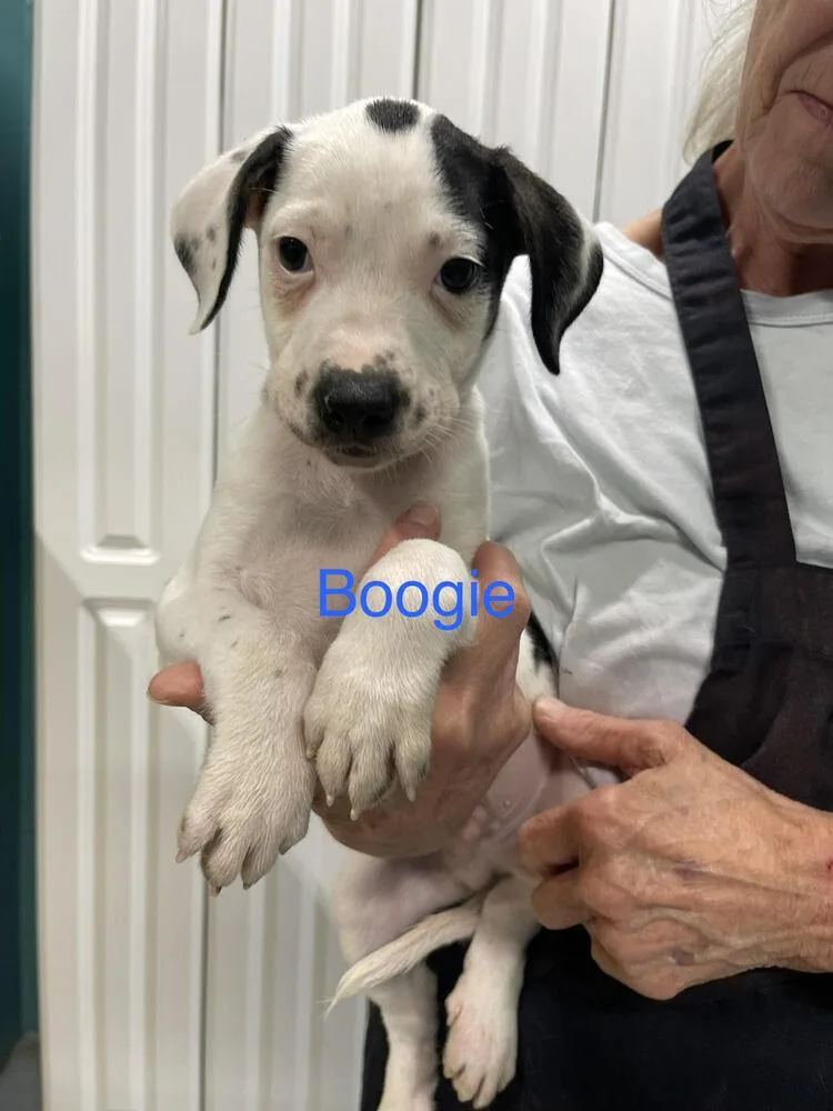 Boogie thumbnail 2