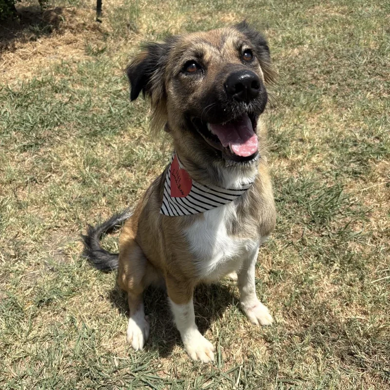 An adult medium-sized female Shepherd dog named Lainey for adoption in Pilot Point, TX