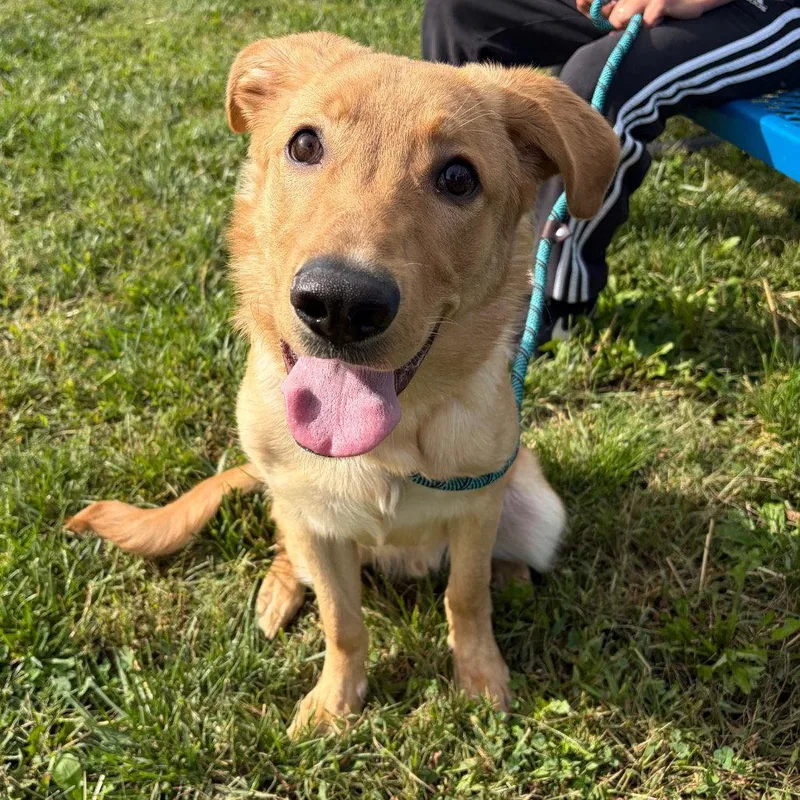 An adult medium-sized male Retriever dog named Gobbler for adoption in New Castle, DE