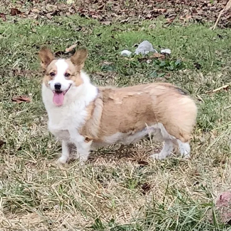 An adult medium-sized female Corgi dog named Sunset Penny for adoption in Ada, MN
