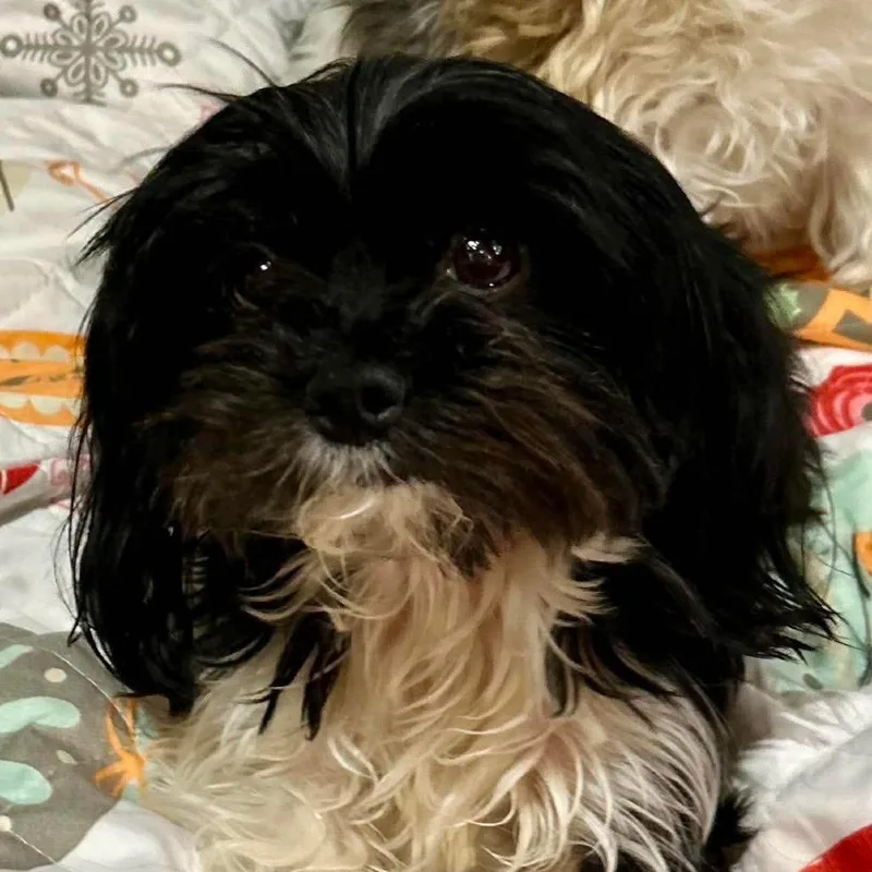 An adult small-sized male Black Maltese dog named Axel Rose for adoption in Loves Park, IL