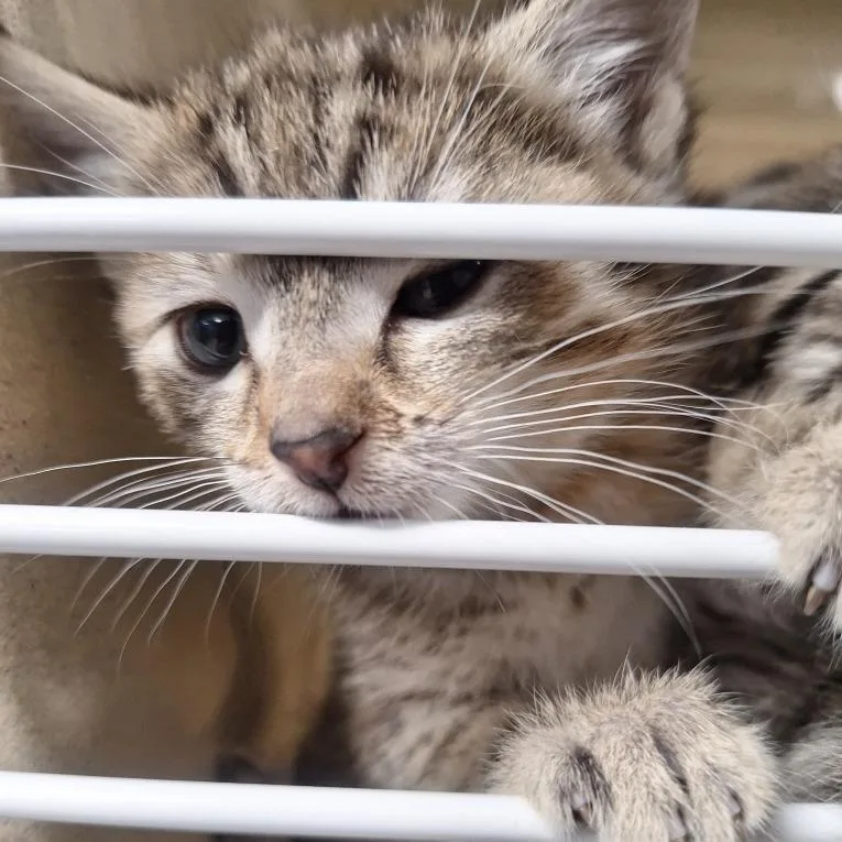A baby small-sized female Brown / Chocolate Domestic Short Hair cat named Liza for adoption in Attica, NY