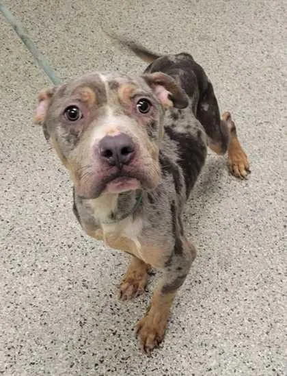 An adult medium-sized male Gray / Blue / Silver Pit Bull Terrier dog named Spumoni for adoption in Kansas City, MO