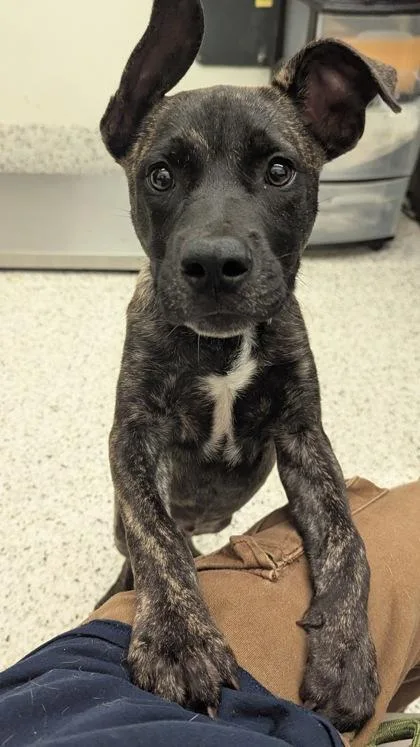A young medium-sized male Mixed Breed dog named Sgt. Milo for adoption in Atlanta, GA